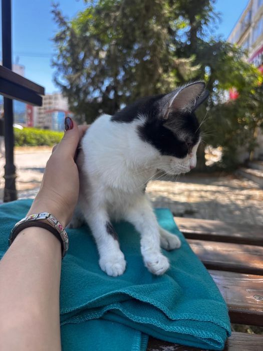 Котенок в добрые руки