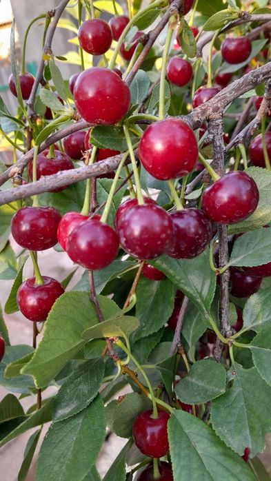 Продам вишню из своего Сада.