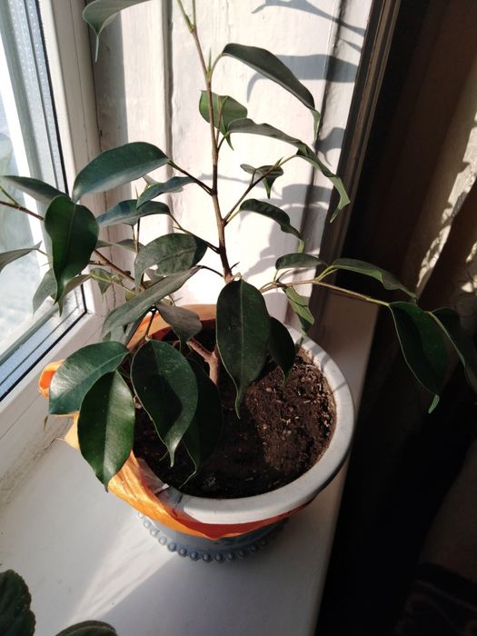 Цветы  рай. Мичурина