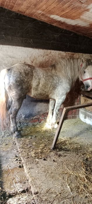 Armăsar 5 anii disponibil