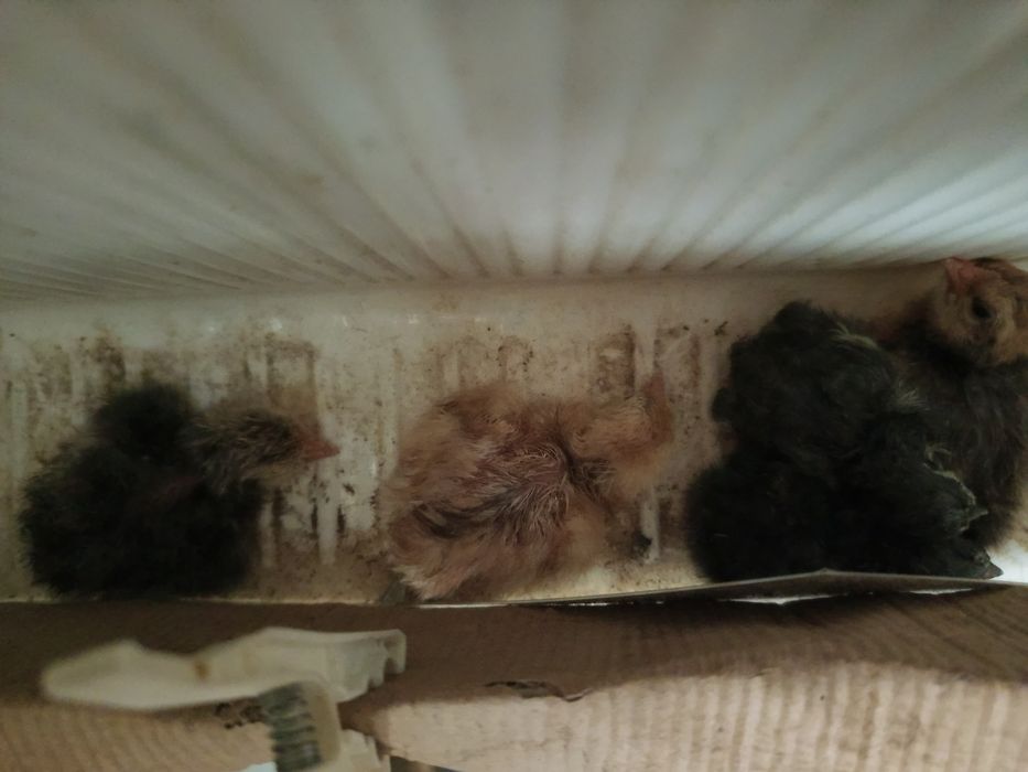 suntem pui australorp
