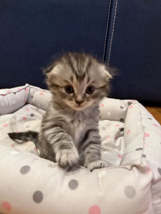 Продам шотландских вислоухих котят