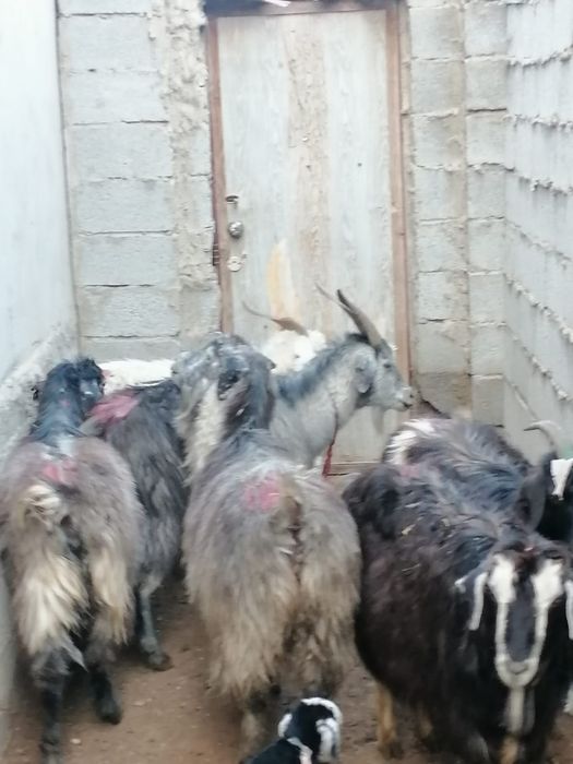 Лакты ешкилер сатылады