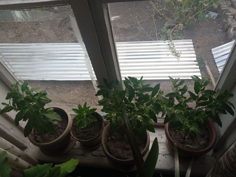 Продаю Ангинку лечебная