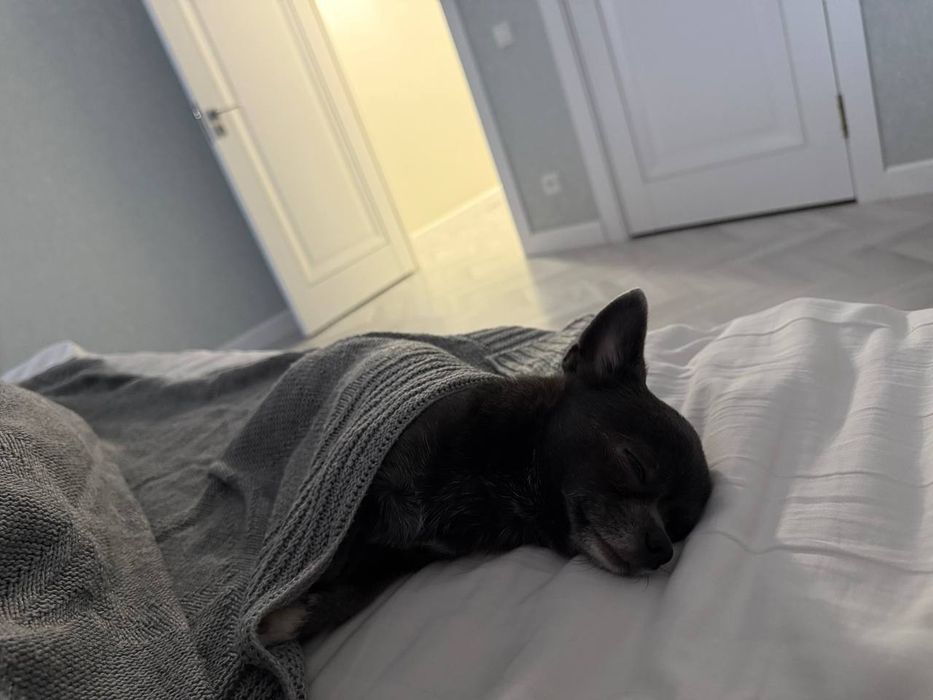 Вязка собак порода: мини чихуахуа