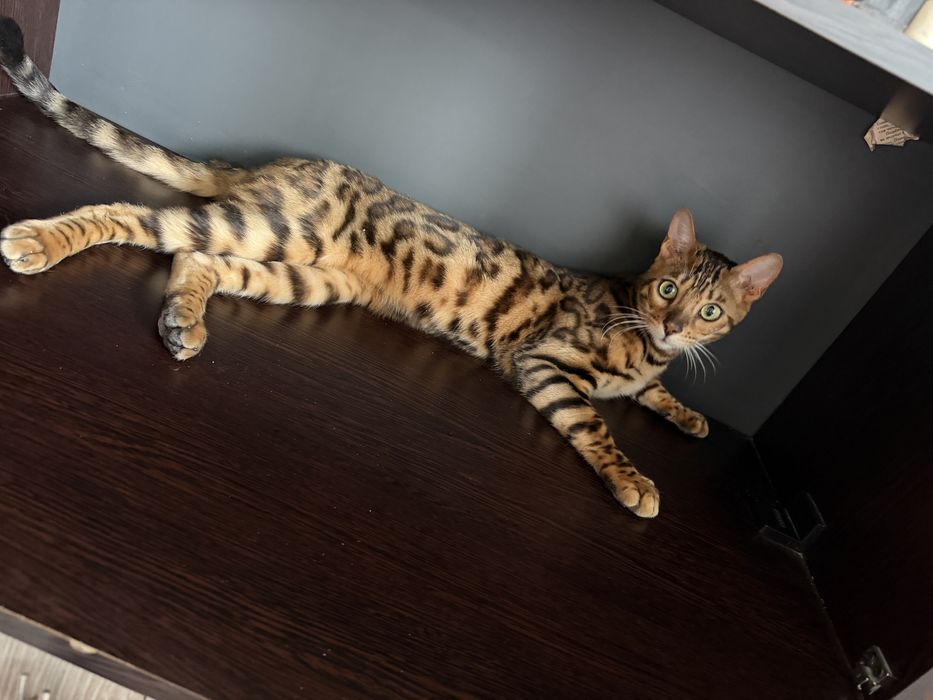 Бенгальский кот чистокровный