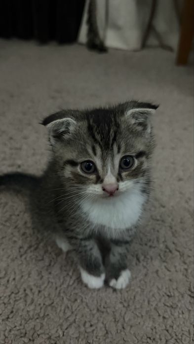Navoiy shahrida scottish fold mushuklari sotiladi