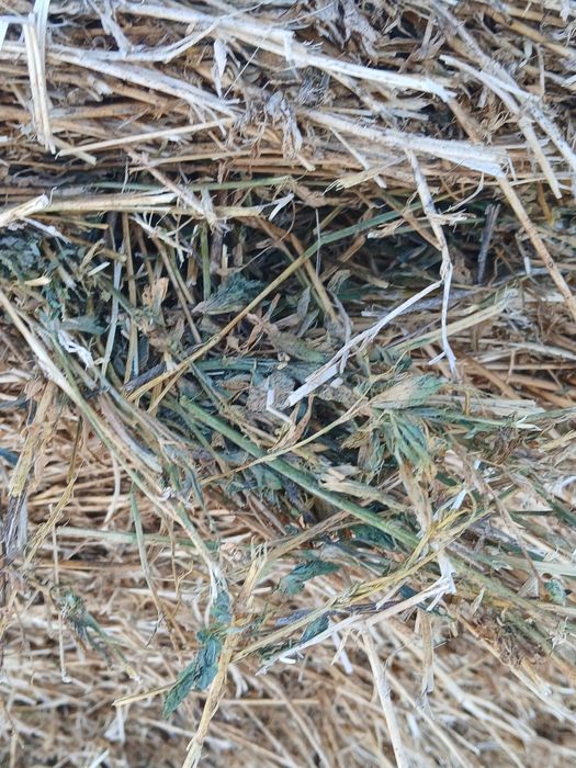 Сено люцерна зеленая сухая