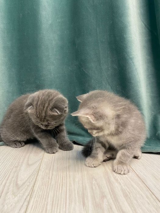 Котята шотландские