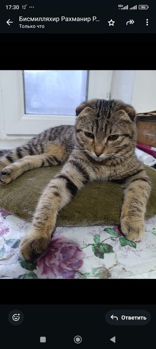 Бесплатно в хорошие руки