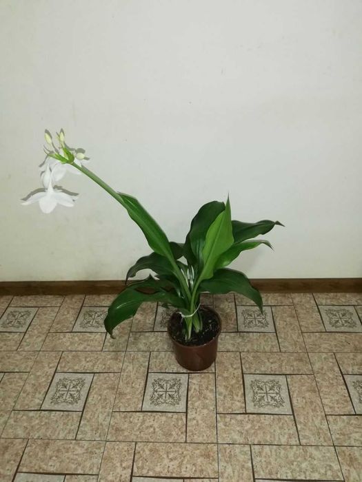 Продаются эухарисы