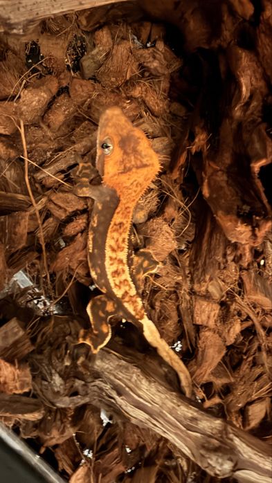 Terariu + Crested Gecko + Accesorii
