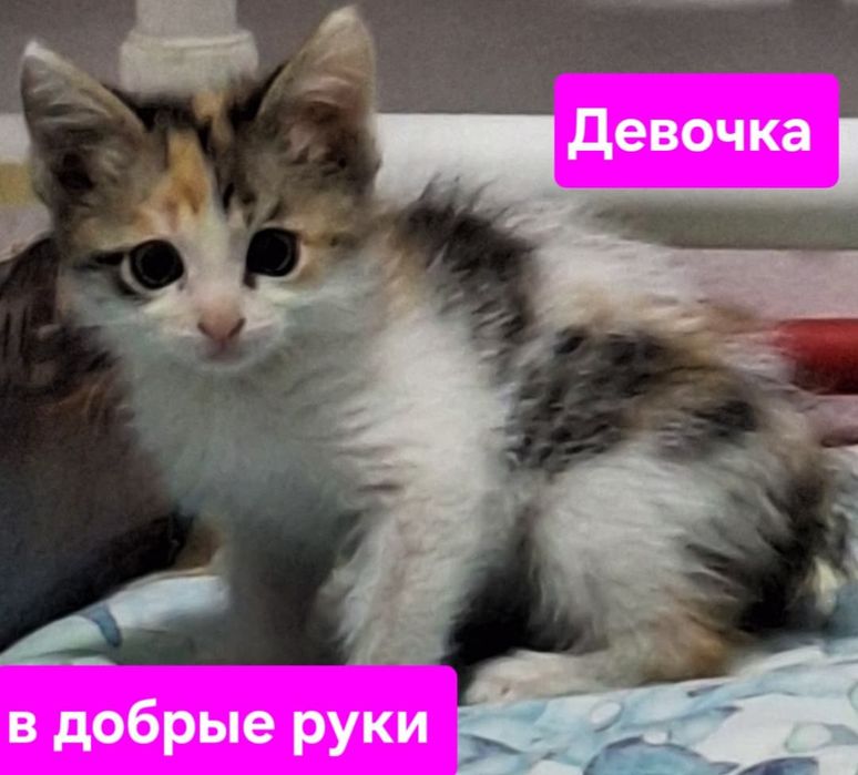 Котята в добрые руки.