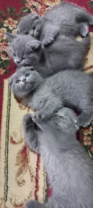 Продаются породистые котята  Скотиш фолд  голубого окраса