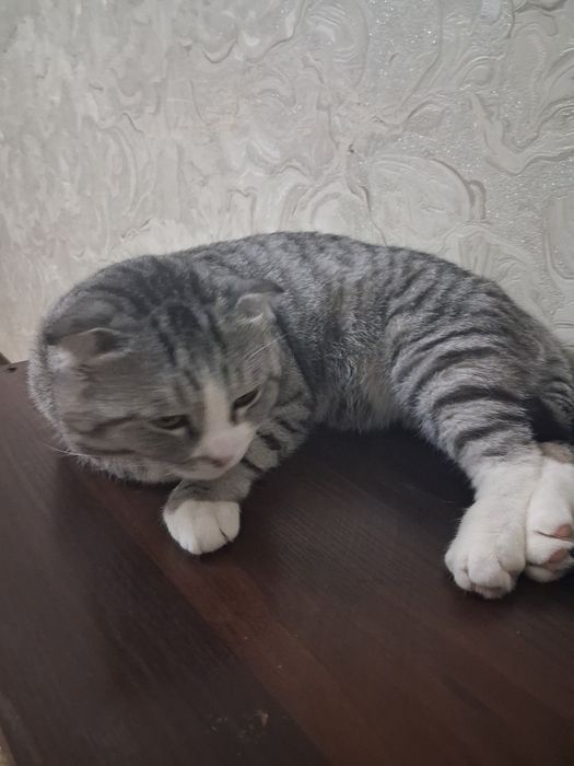 Отдам кота скоттиш фолд