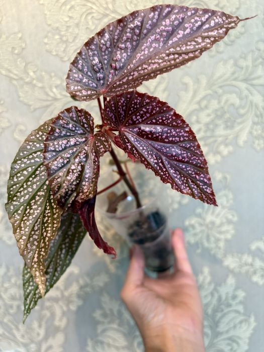 Комнатные растения