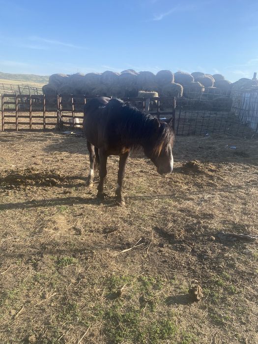 Продам мерина ат сатам