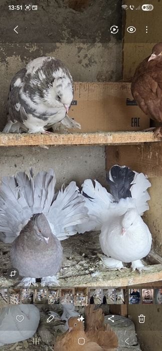 Porumbei de vânzare