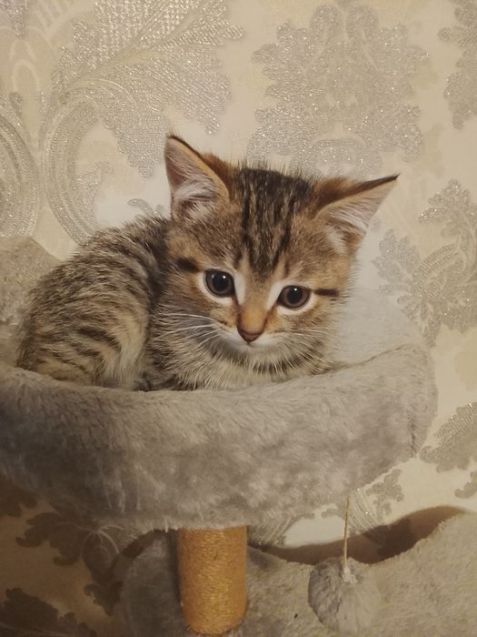Продам породистого котенка
