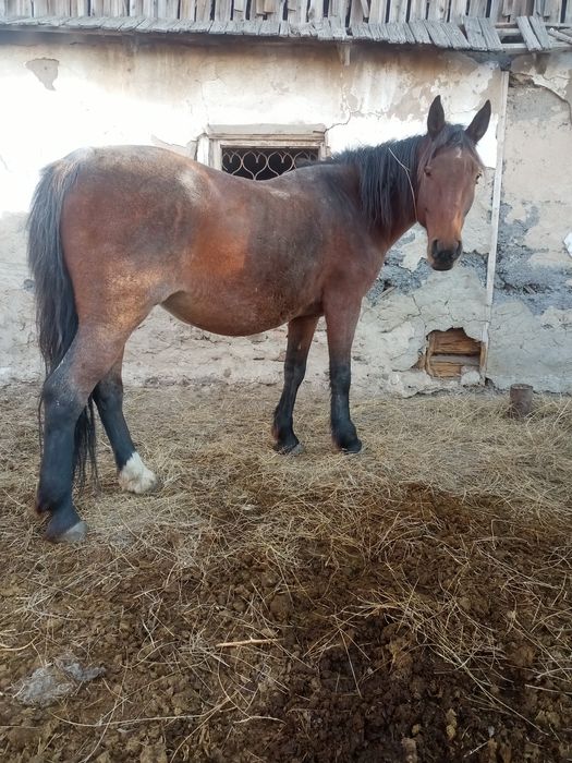 Продается кобыла крупная