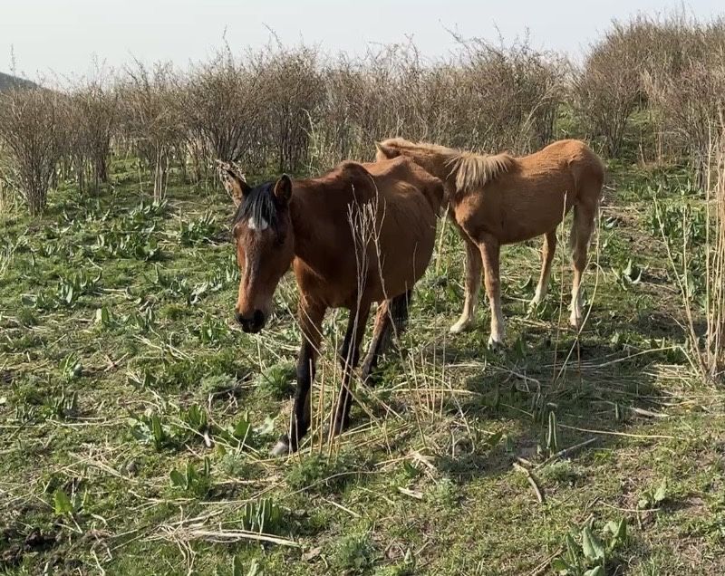 Бие жабағысымен