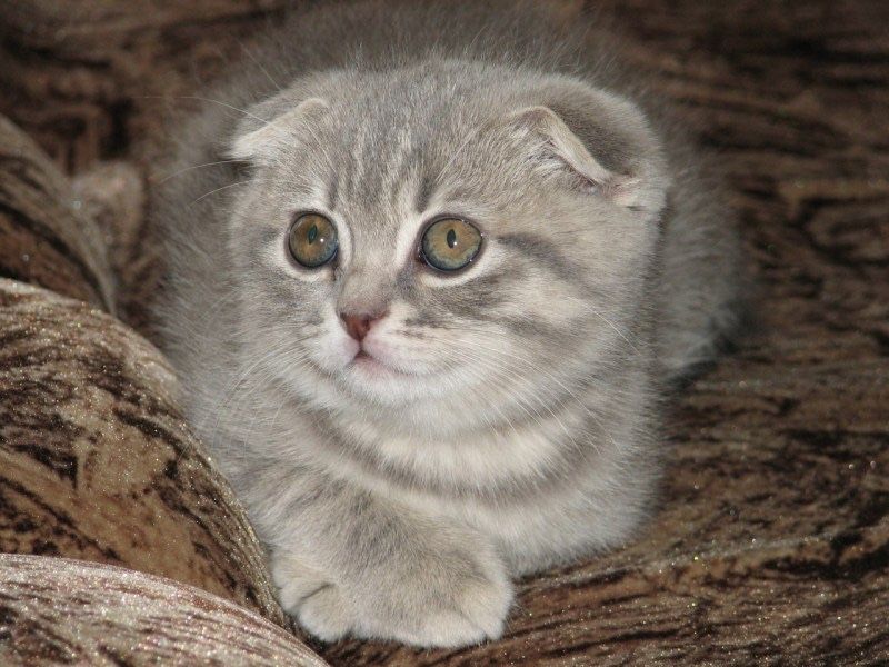 Котята вислоухие шотланки Оригинал