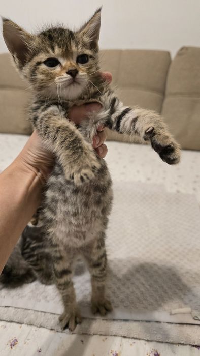 Котята надёжным хозяевам