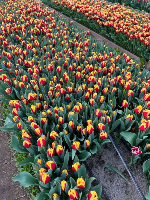 Тюльпаны оптом 420 тг