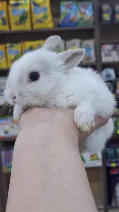 Декоративные Карликовые кролики