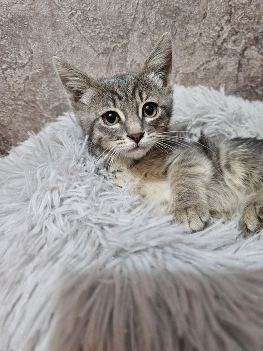 Девочка красавица