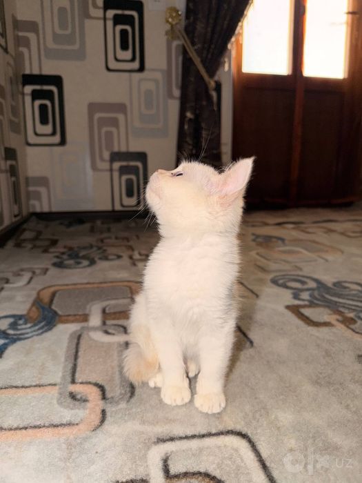 Turetskiy angora sotiladi mushukcha