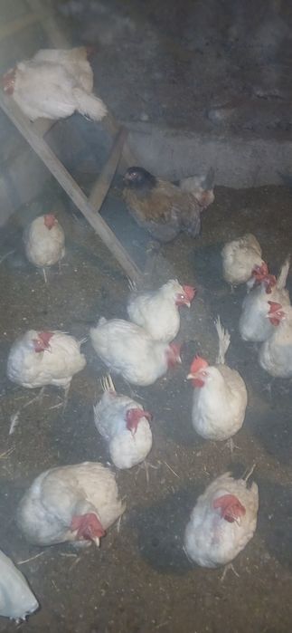 Продам куры несушки