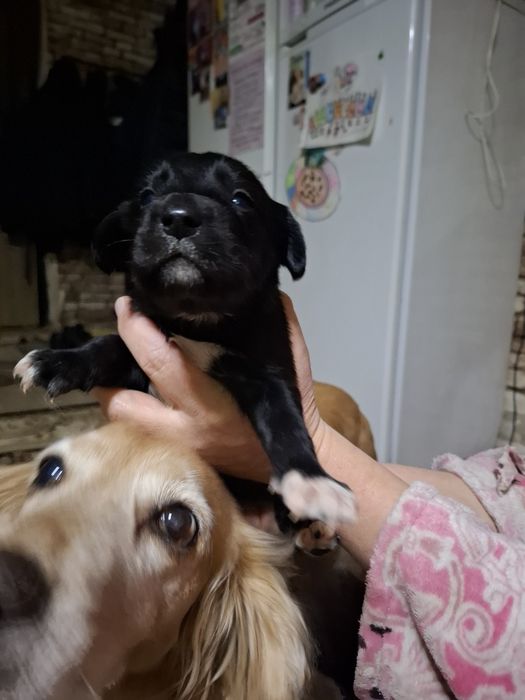 Отдам щенков в добрые руки