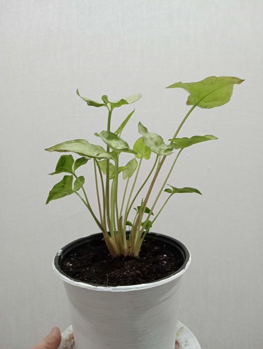 Уютные и Красивые Цветы в Ваш Дом