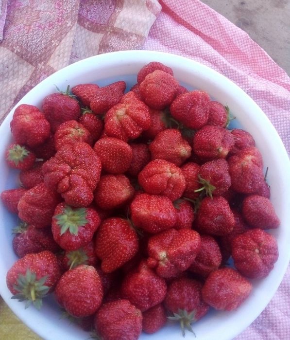 Qulupnay kõchatni zõri