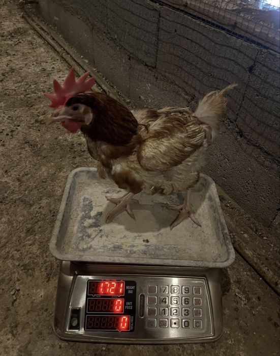Продам курей ломан браун