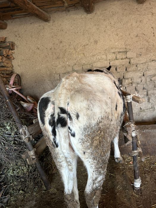 Продам продам срочно