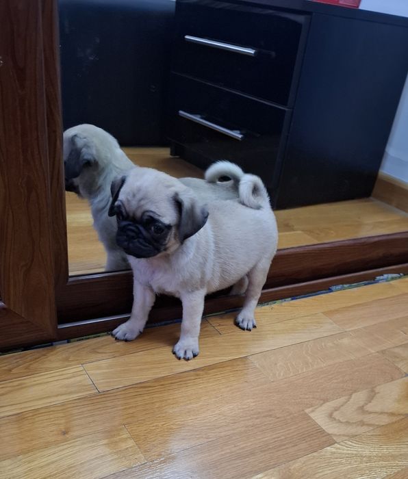 Fetita MOPS/PUG /PAG transport in EUROPA