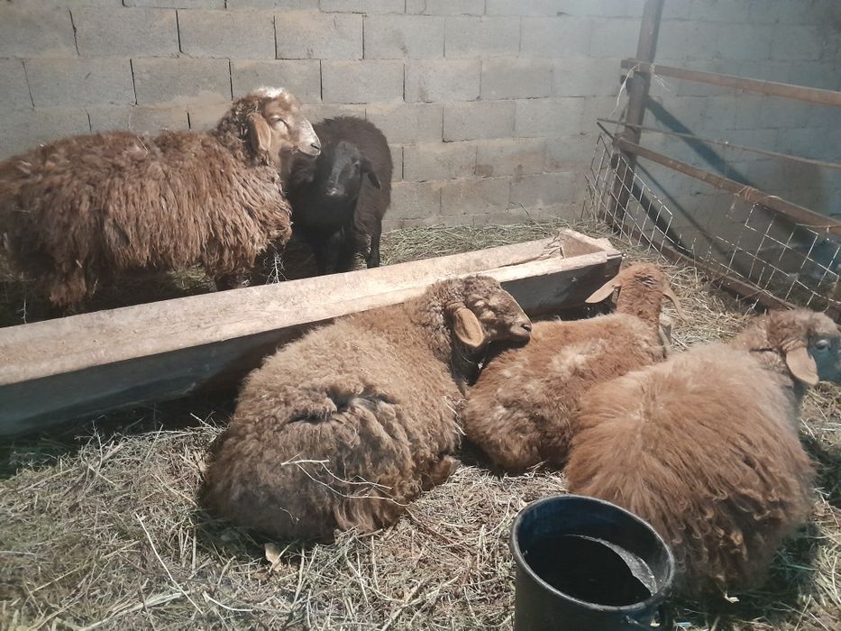 Токты семіз тоқты