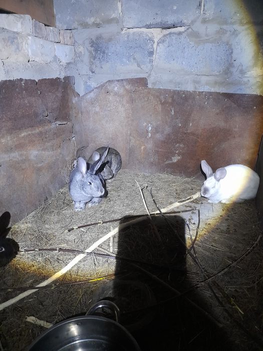 Продам крупных  кроликов.