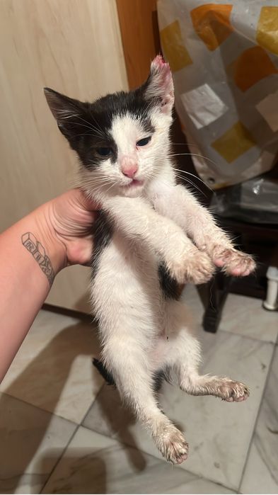 pisicute spre adoptie