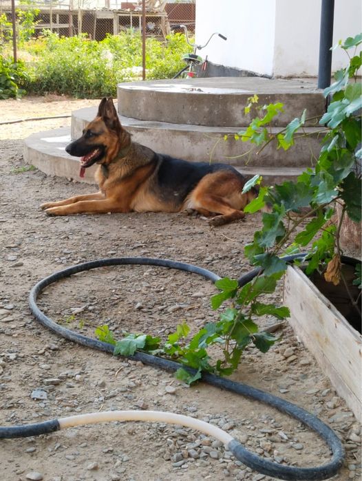 Овчарка/ собака/