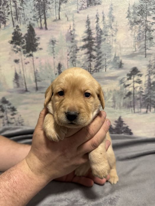 Продам лабрадоров