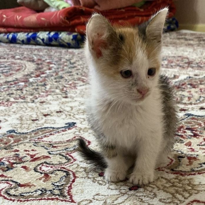 Отдам котенка в добрые руки
