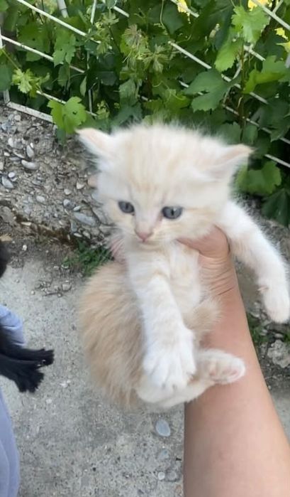 Котята рыжые (мальчик)