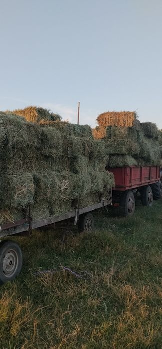 Baloți de lucernă de vânzare