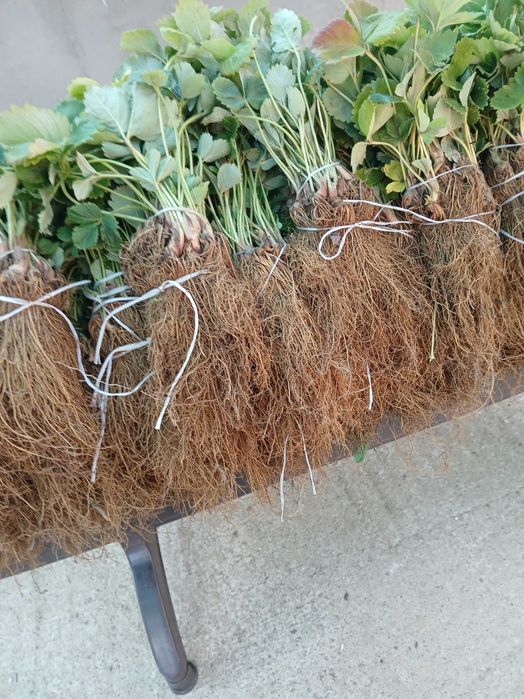 Целогодишен разсад малини И ягоди