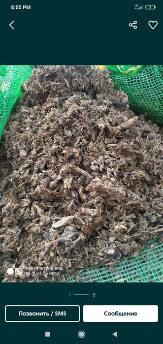 Qo'ziqorin urug'i veshinka. КА - 17 Семена Грибов Вешинка