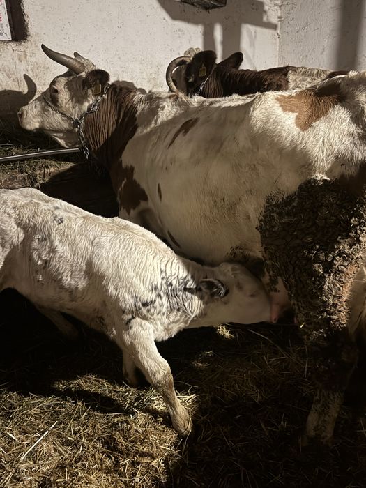Vând vacă de 7 ani cu vitea belgiană de 1,5 luni!