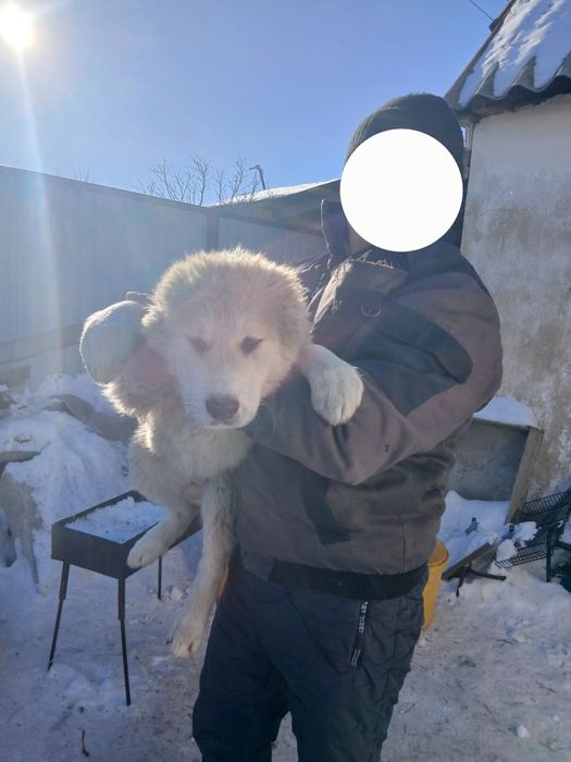 Продам Собак алабаи